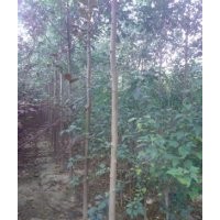 大量供应毛白杨，速生杨，国槐，白蜡，柳树，法桐，榆树。