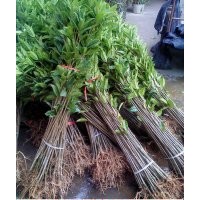 供应1米2-1米5高优质大红朱砂桂移栽小苗