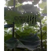 毛白杨雄株.山东毛白杨价格.窄冠毛白杨