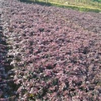 湖南红花继木价格，红花继木小苗价格，红花继木球价格