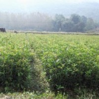 丹桂小苗价格，四季桂小苗价格，八月桂小苗价格，月月桂小苗价格