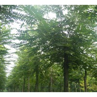  供应千头椿、国槐、刺槐、榆树、合欢等苗木
