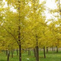 泡桐树苗|刺槐苗木|泡桐|刺槐