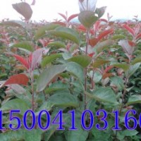 光辉海棠苗/急售光辉海棠苗