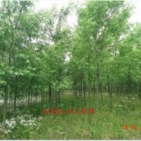 供应5公分柳树