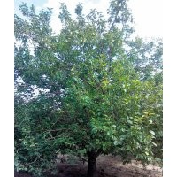 供应京红海棠树