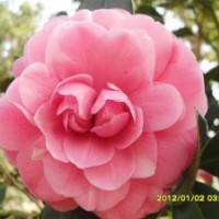 哪里有五宝山茶花批发