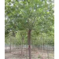 那里的国槐树便宜首选山东绿荫苗木基地 低价出售国槐树