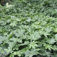 八角金盘 八角金盘价格 贵州八角金盘