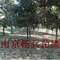 雪松=广玉兰白玉兰大叶女贞香樟红叶石楠