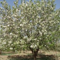 大华海棠苗木出售30公分八棱海棠树