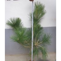 供应油松苗 油松树苗