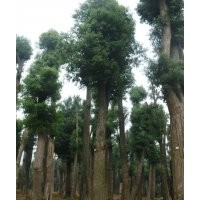 供应40公分香樟树，50公分移植香樟树