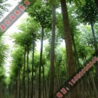 国槐小苗的病虫害_国槐价格