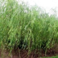 落叶乔木基地大量出售柳树