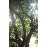 安庆龙山名树园出售大规格朴树