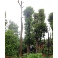 移植骨架香樟50公分左右大小香樟树供应