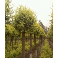 榆树1-30CM，金叶榆3CM—20CM（高杆，矮杆），丛生金叶榆
