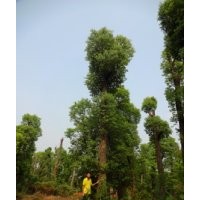 移植香樟树价格骨架香樟树价格香樟价格