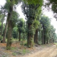 15公分移栽桂花树