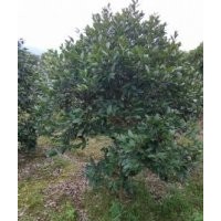 高品质油茶 长期供应