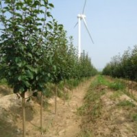 出售八棱海棠树20cm