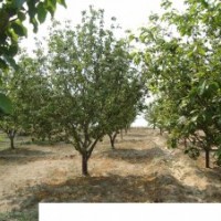 出售八棱海棠树10cm