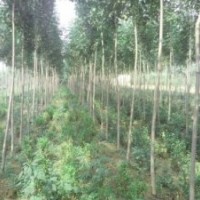 大量供应速生白蜡、国槐成品苗、实生苗及半成品
