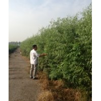 供应竹柳、蜀侩、金叶榆、紫薇、樱花