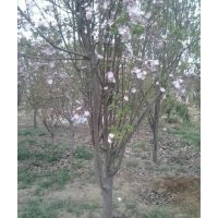 西府海棠树|西府海棠树苗|西府海棠价格|，诚信为本|