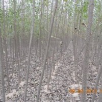 供应107速生杨1-20CM 种条2-4米高量大