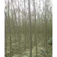 毛白杨。柳树，白蜡，国槐，椿树，榆树，