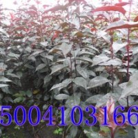 红叶海棠苗-哪里卖红叶海棠苗