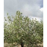 大华苗木基地供应海棠树
