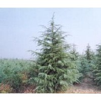 农户直销3米雪松