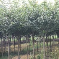 供应樱花小苗 晚樱苗价格