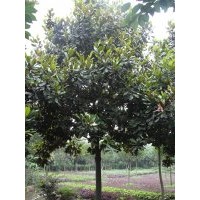 大量供应广玉兰 各种规格广玉兰