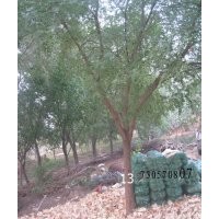 售10到30的原生冠的国槐