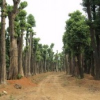 香泡和香泡树价格和夏天高温香泡树