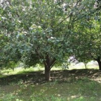 供应22公分八棱海棠树