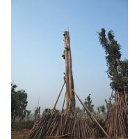 提供Ф110cm黄葛树大树，泸州大黄葛树