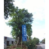 泸州黄葛树大树供应商