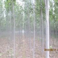 聊城窄冠毛白杨.无飞絮毛白杨