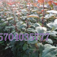 北美海棠，辽宁北美海棠，大叶北美海棠