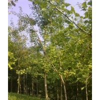 成都银杏价格 成都银杏报价 银杏品种 银杏规格
