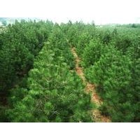 白皮松出售、1-1.5米白皮松出售、价格优惠