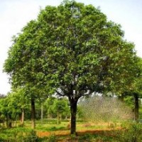 湖南香樟，湖南茶花，湖南广玉兰，湖南桂花，湖南罗汉松