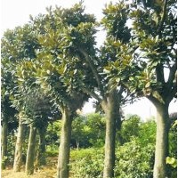 湖南苗木，桂花，广玉兰，罗汉松，香樟，茶花，红叶石楠，红花继