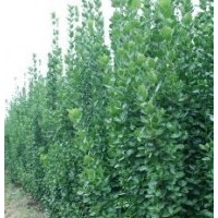 直径2-3公分北海道黄杨树