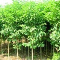 供应青桐树